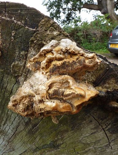 A mature fruiting body laying down new growth on a fallen ash stem at Richmond Park, London.